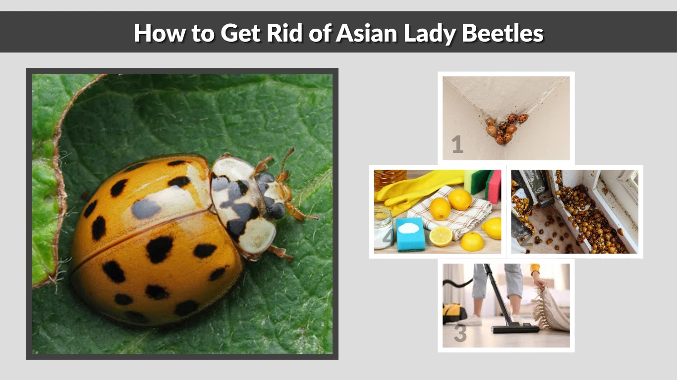 How to Get Rid of Asian Lady Beetles Effective Indoor and Outdoor Solutions