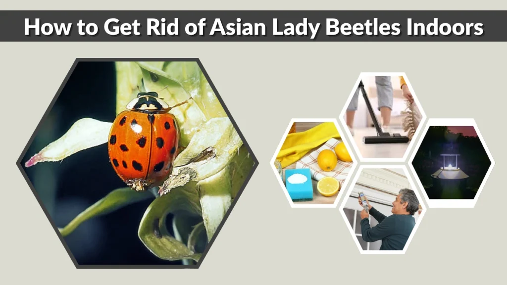 How to Get Rid of Asian Lady Beetles Indoors