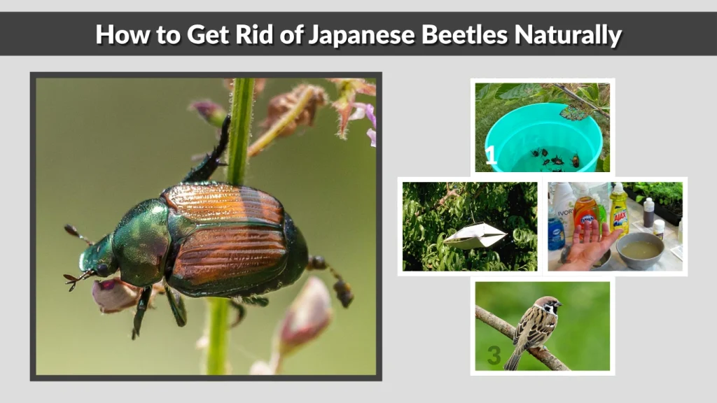 How to Get Rid of Japanese Beetles Naturally