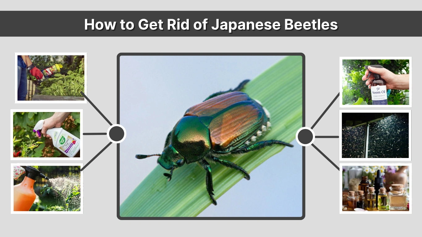 How to Get Rid of Japanese Beetles Naturally, Permanently & Safely