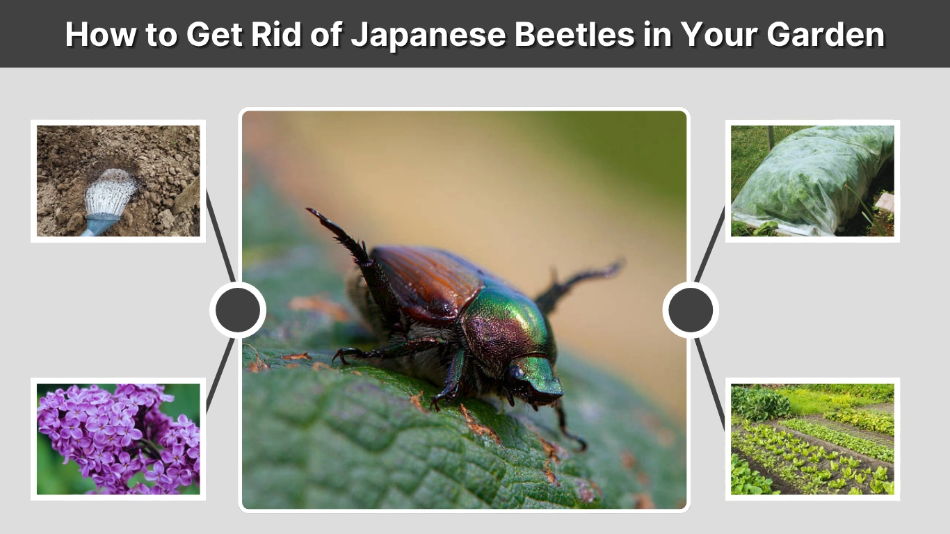 How to Get Rid of Japanese Beetles in Your Garden