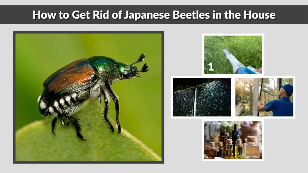 How to Get Rid of Japanese Beetles in the House