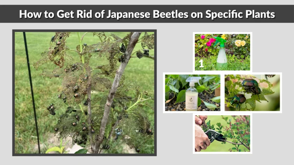 How to Get Rid of Japanese Beetles on Specific Plants