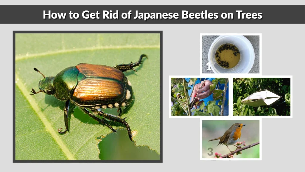 How to Get Rid of Japanese Beetles on Trees