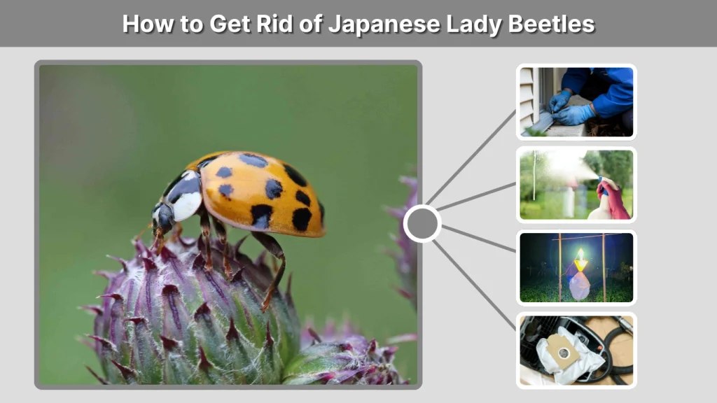How to Get Rid of Japanese Lady Beetles