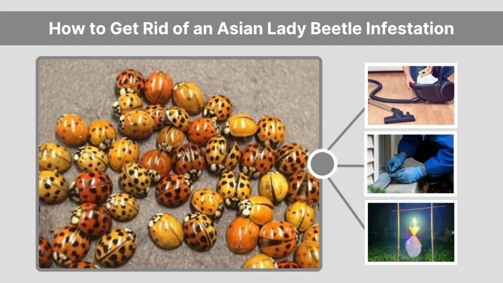 How to Get Rid of an Asian Lady Beetle Infestation