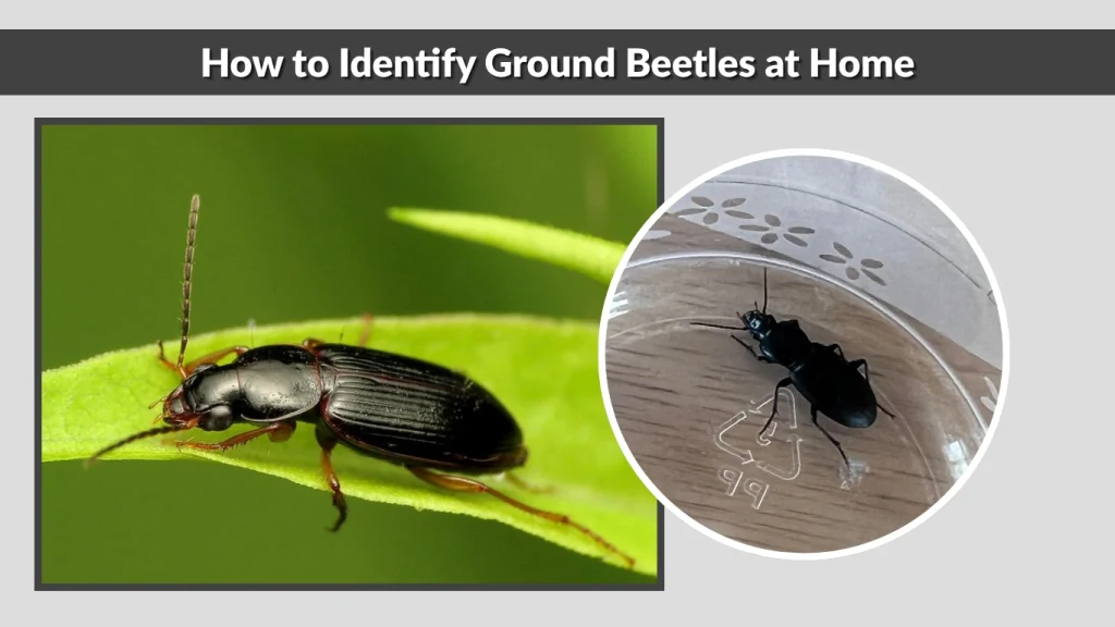 How to Identify Ground Beetles at Home