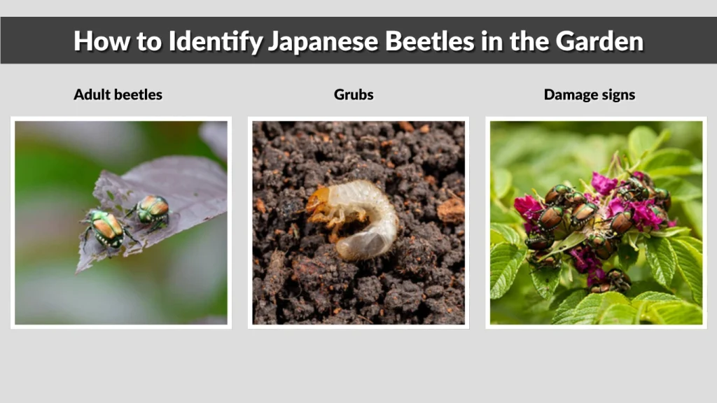 How to Identify Japanese Beetles in the Garden