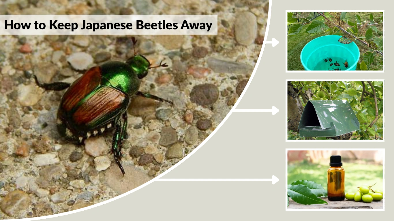 How to Keep Japanese Beetles Away Effective Natural and Preventive Methods