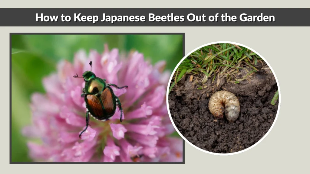 How to Keep Japanese Beetles Out of the Garden