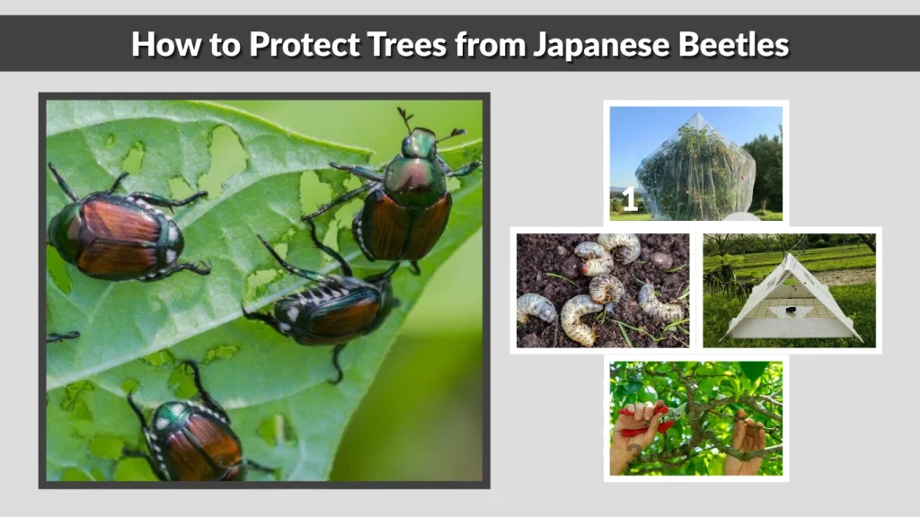How to Protect Trees from Japanese Beetles