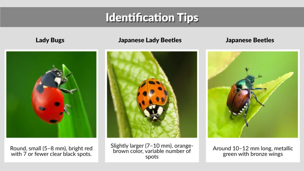 Identification Tips