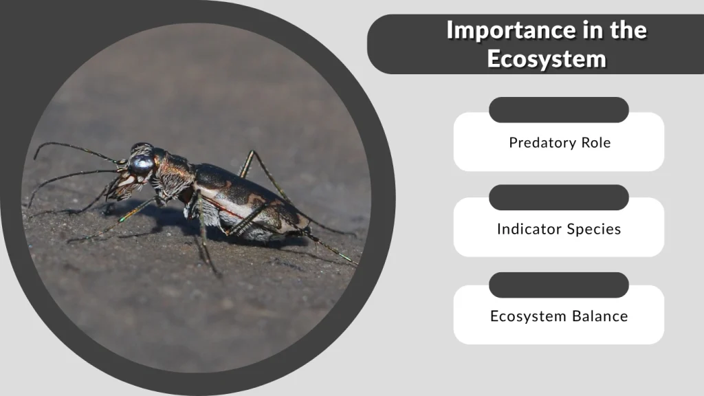 Importance in the Ecosystem