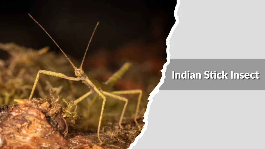 Indian Stick Insect