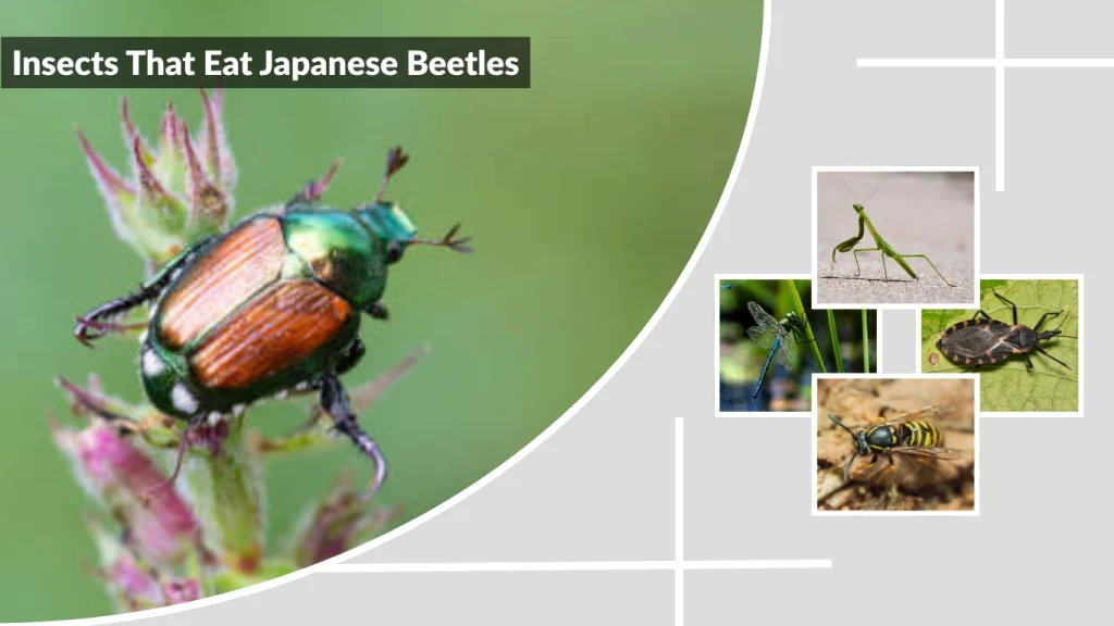 Insects That Eat Japanese Beetles