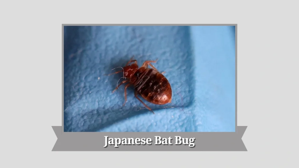 Japanese Bat Bug