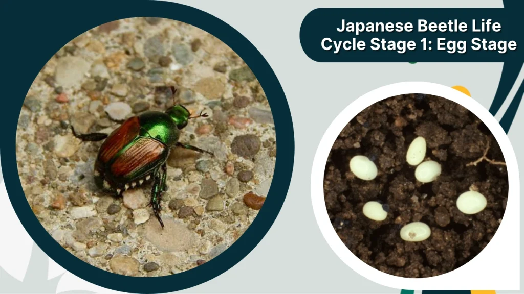 Japanese Beetle Life Cycle Stage 1 Egg Stage