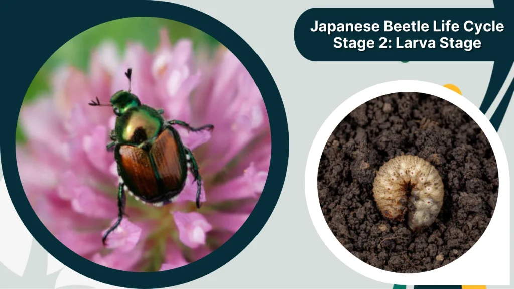 Japanese Beetle Life Cycle Stage 2 Larva Stage
