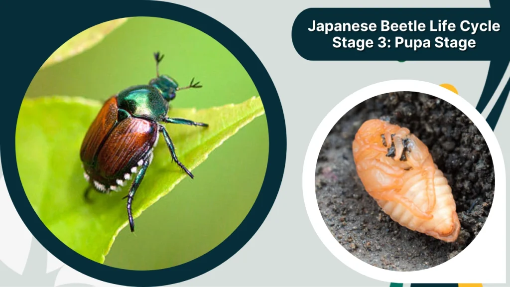 Japanese Beetle Life Cycle Stage 3 Pupa Stage