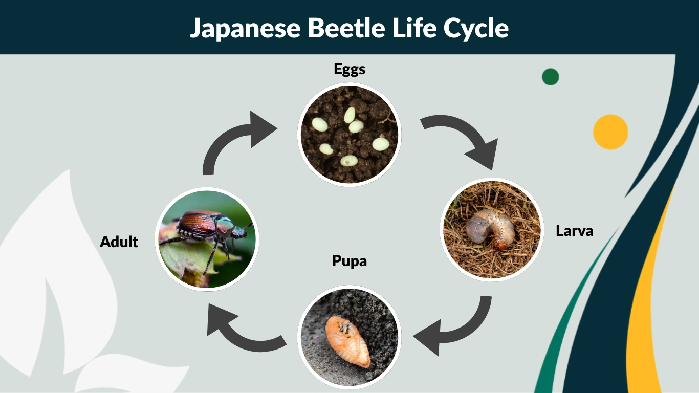 Japanese Beetle Life Cycle Stages, Duration, and Control Insights