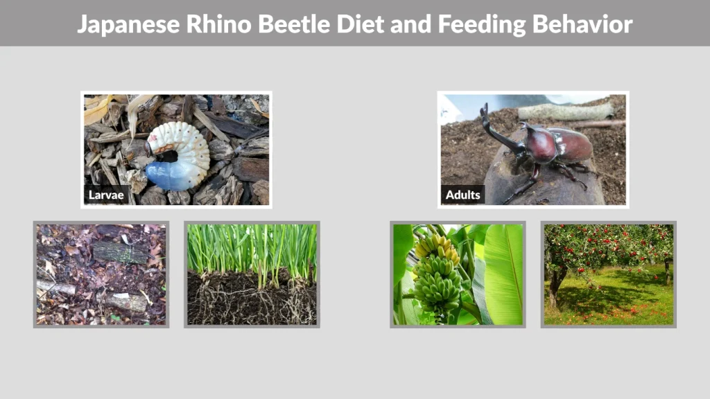 Japanese Rhino Beetle Diet and Feeding Behavior