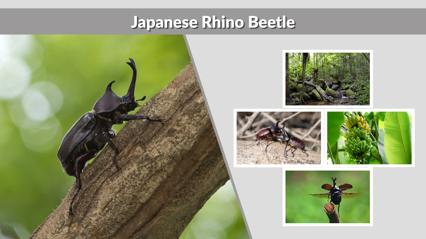 Japanese Rhino Beetle Facts, Care, Lifespan, and Habitat