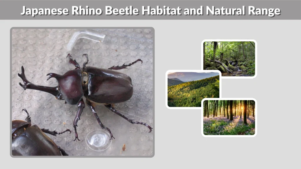 Japanese Rhino Beetle Habitat and Natural Range