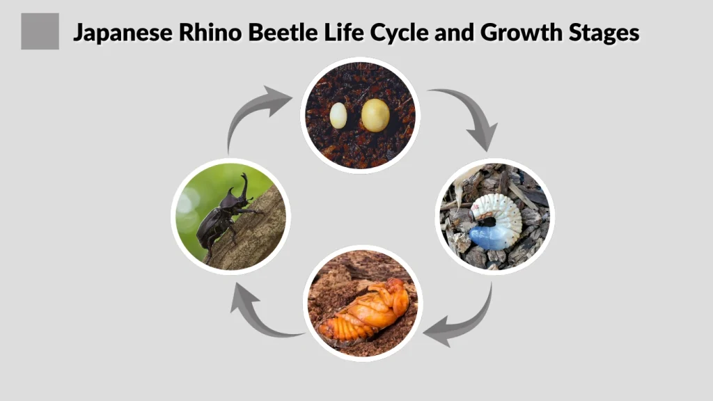Japanese Rhino Beetle Life Cycle and Growth Stages