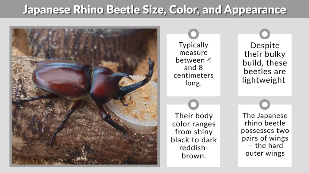 Japanese Rhino Beetle Size, Color, and Appearance