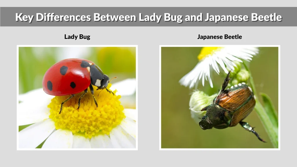 Key Differences Between Lady Bug and Japanese Beetle