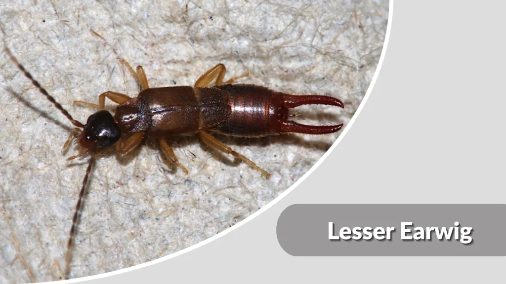 Lesser Earwig