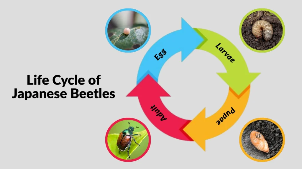 Life Cycle of Japanese Beetles