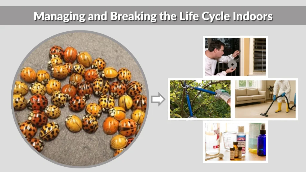 Managing and Breaking the Life Cycle Indoors