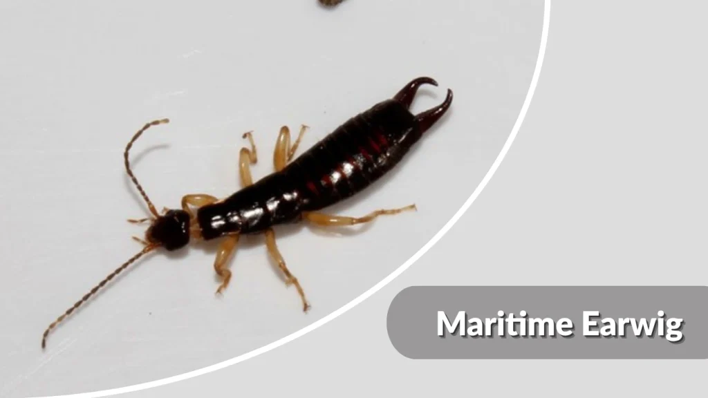 Maritime Earwig