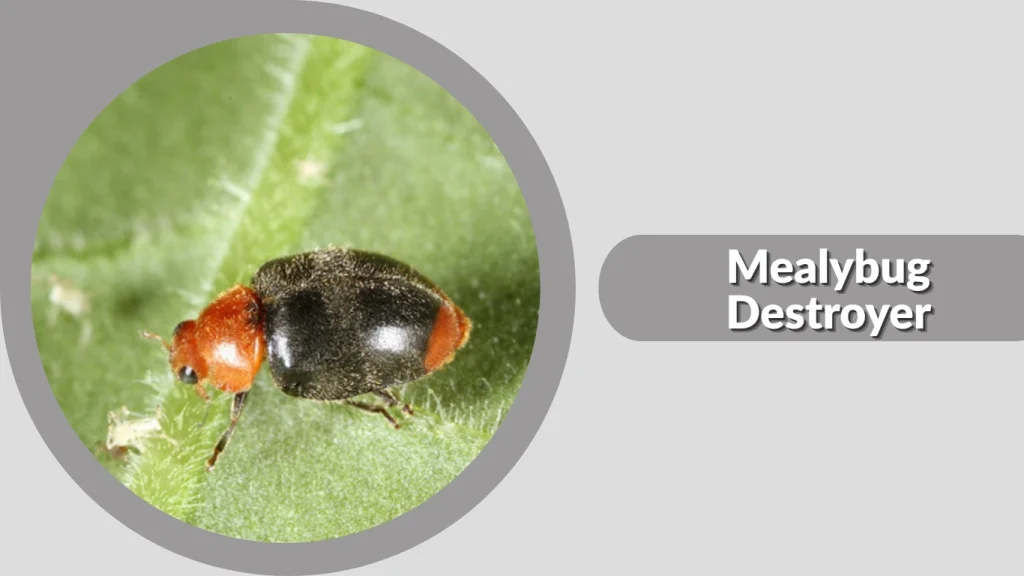 Mealybug Destroyer