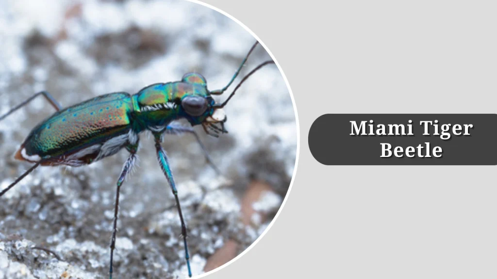 Miami Tiger Beetle