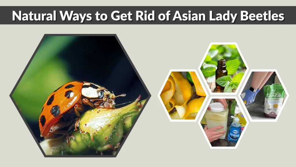 Natural Ways to Get Rid of Asian Lady Beetles