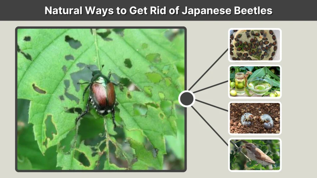 Natural Ways to Get Rid of Japanese Beetles
