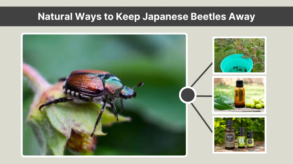 Natural Ways to Keep Japanese Beetles Away