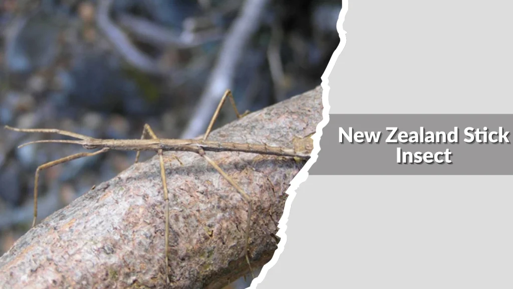 New Zealand Stick Insect