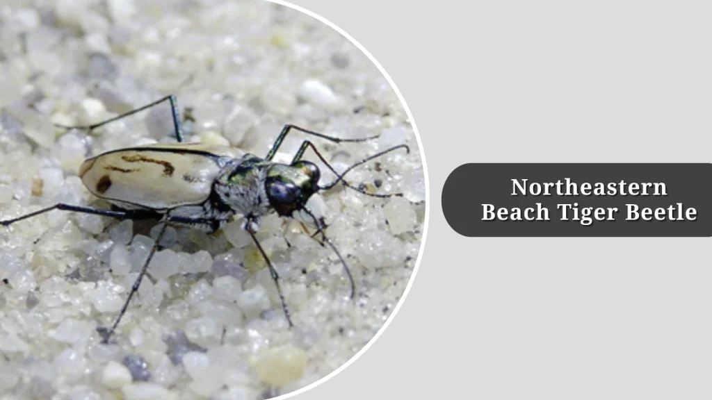 Northeastern Beach Tiger Beetle