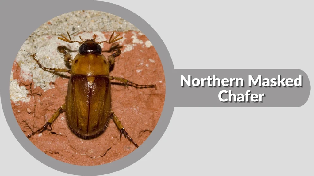 Northern Masked Chafer