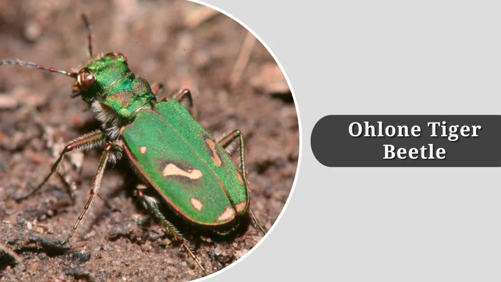 Ohlone Tiger Beetle
