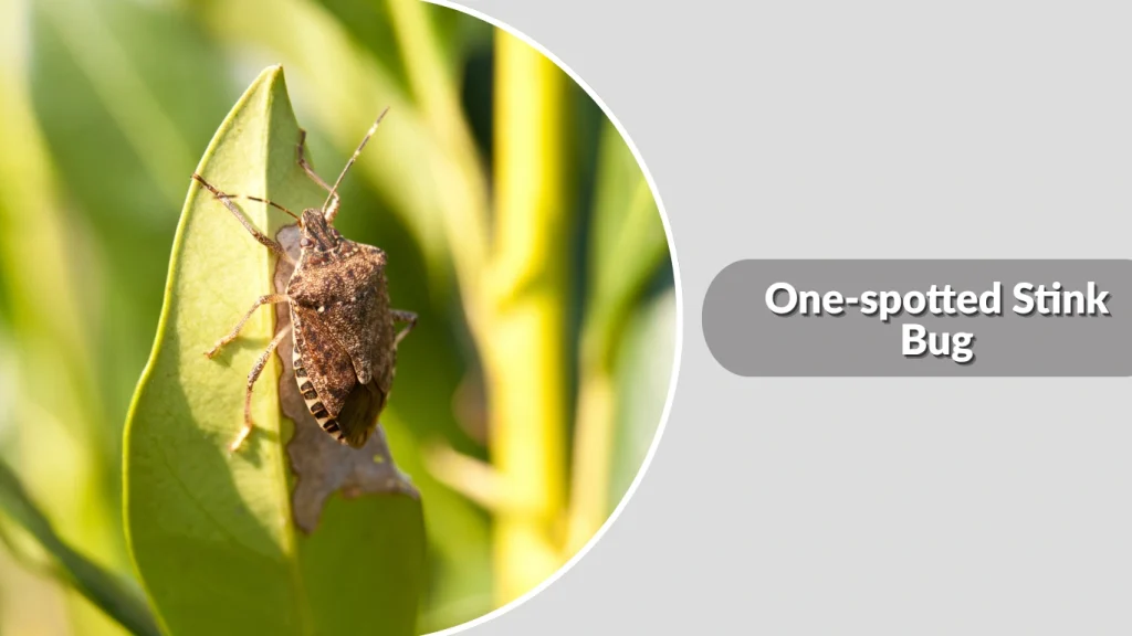 One-spotted Stink Bug