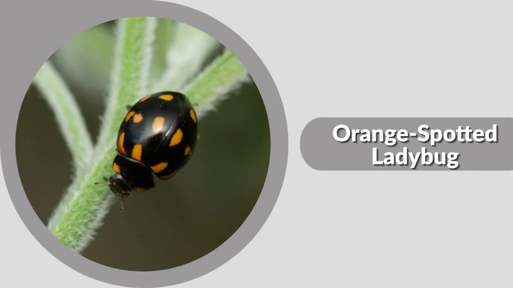 Orange-Spotted Ladybug