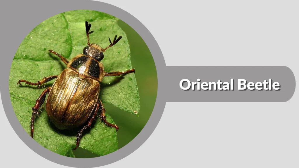 Oriental Beetle