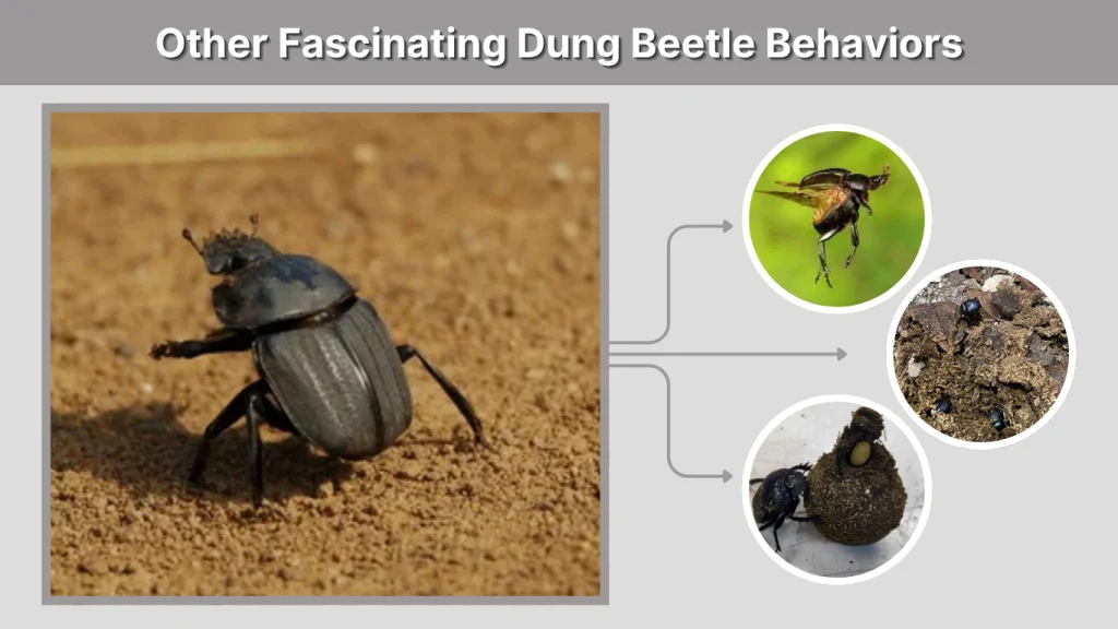 Other Fascinating Dung Beetle Behaviors