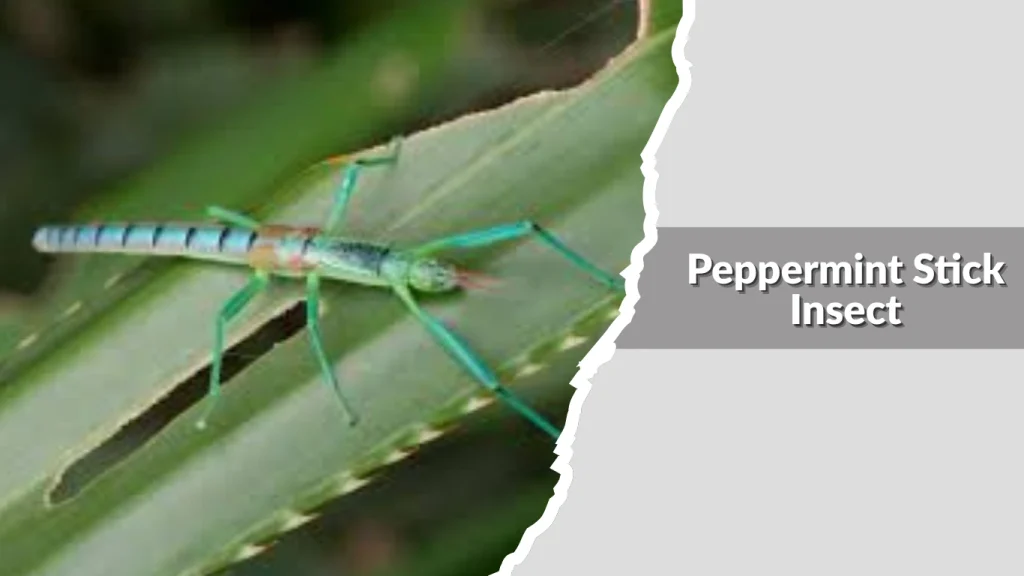 Peppermint Stick Insect