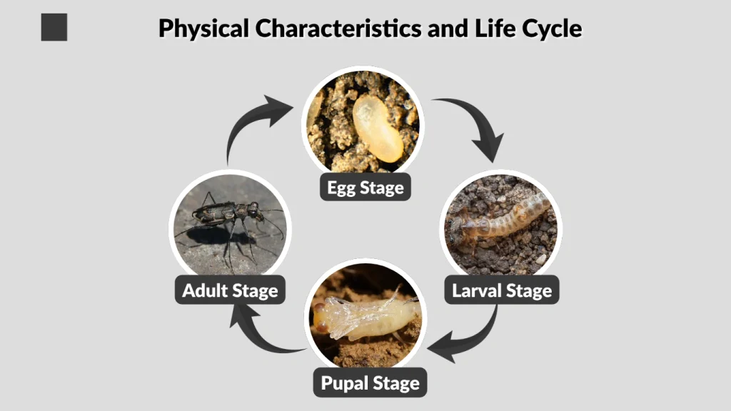 Physical Characteristics and Life Cycle
