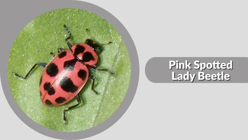Pink Spotted Lady Beetle